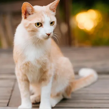 Meraville Gæstehus 3*