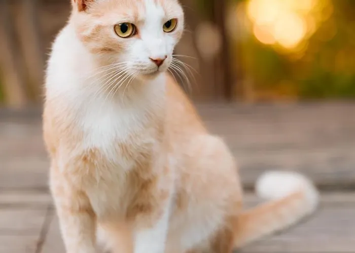 Meraville 게스트하우스 3*